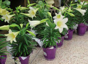 potted easter lillies